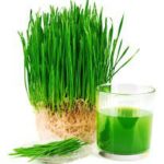 Garden Natural Wheatgrass